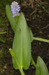 Pickerelweed